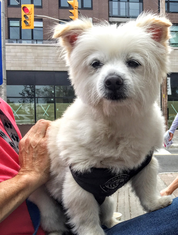 This local pooch was enjoying the sights at Ottawa West Community Support. Their front stoop featured musical acts, plants sales, and pastries, all in support of local causes.