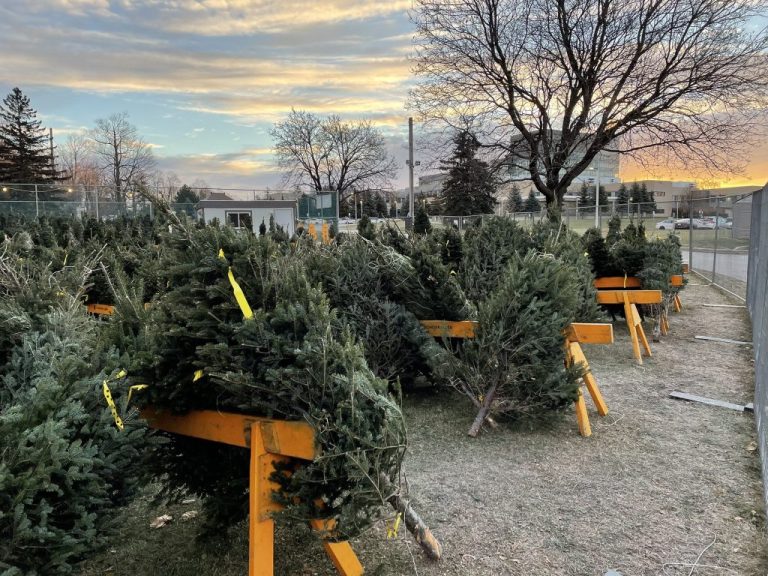 Royal Ottawa preparing for annual Christmas Tree sale in support of hospital