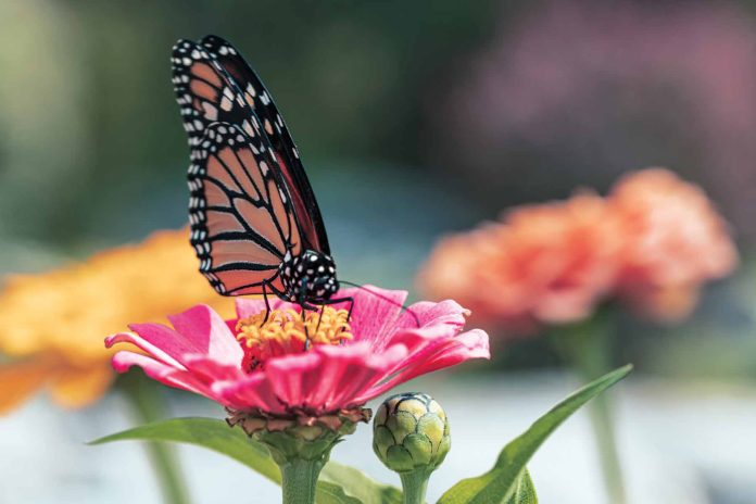 A black and orange butterfly is seen perched on a pink flower. There are orange butterflies in the background.|A blue and white logo for All Things Home