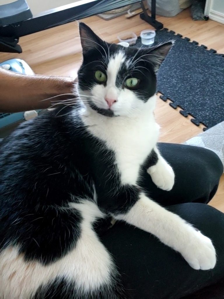 A black and white cat sits on a person's legs