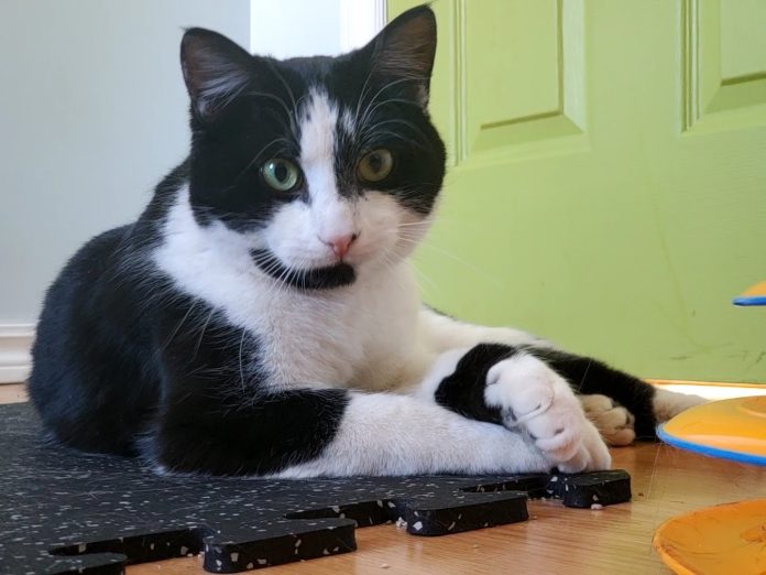 A black and white cat sits on a wood floor with a green door behind him|