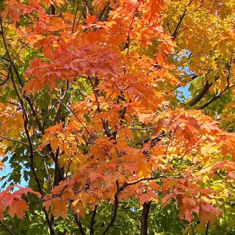 A photo of a tree in Kitchissippi with vibrant fall colours.|A photo of leaves falling off a tree in autumn in the ward.|A photo of Barkley's Orchard stand in Kitchissippi.|A photo of the river from Westboro Beach in the fall.||A photo of apples at Hall's market in Westboro.