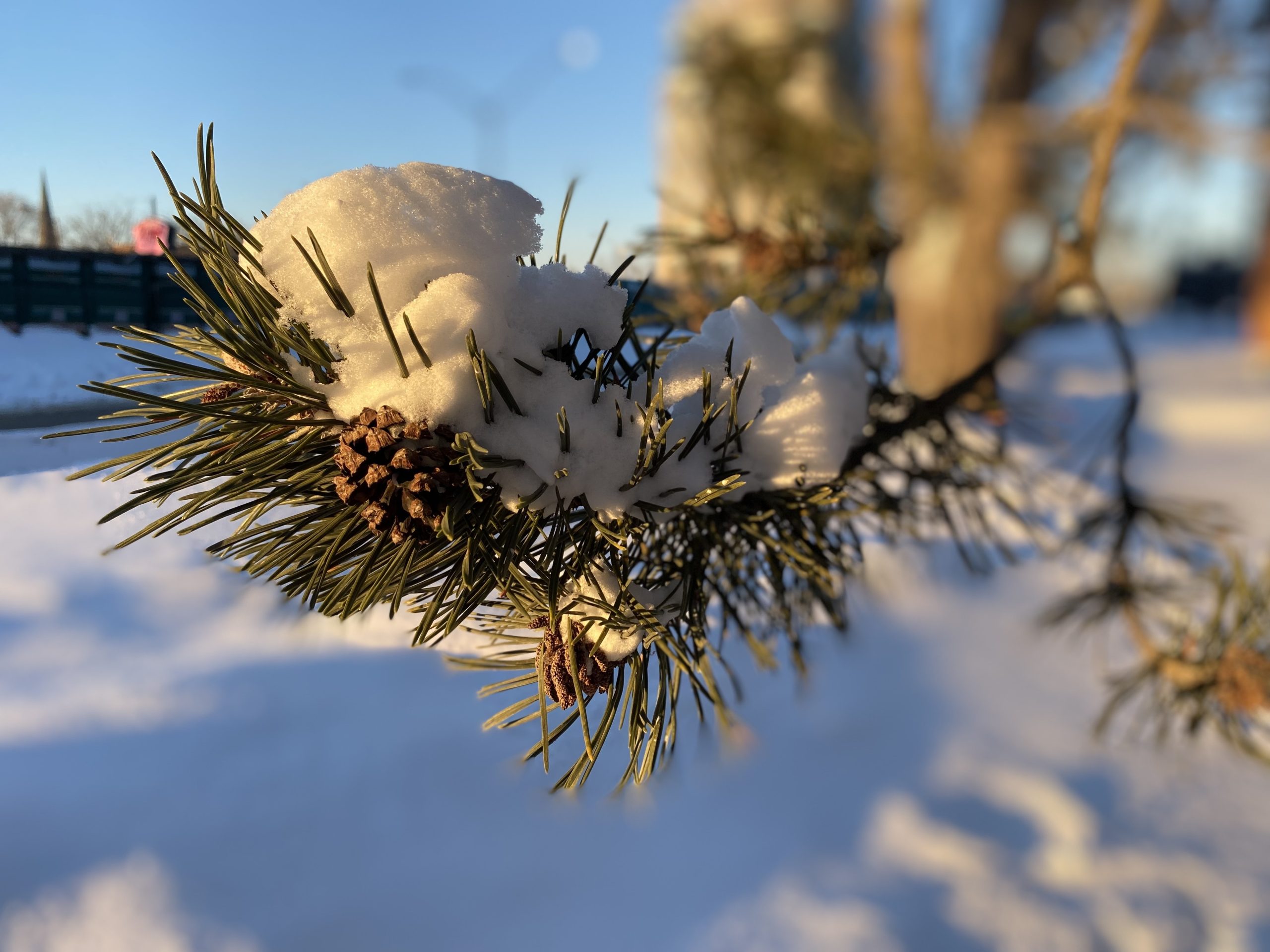 Snow weighs a pine branch down heavily against a blue sky and snowy background