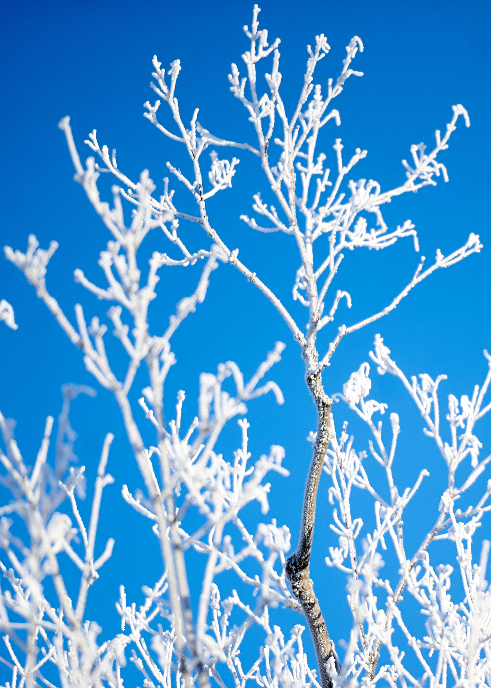 A snow covered tree with branches against a bright blue sky