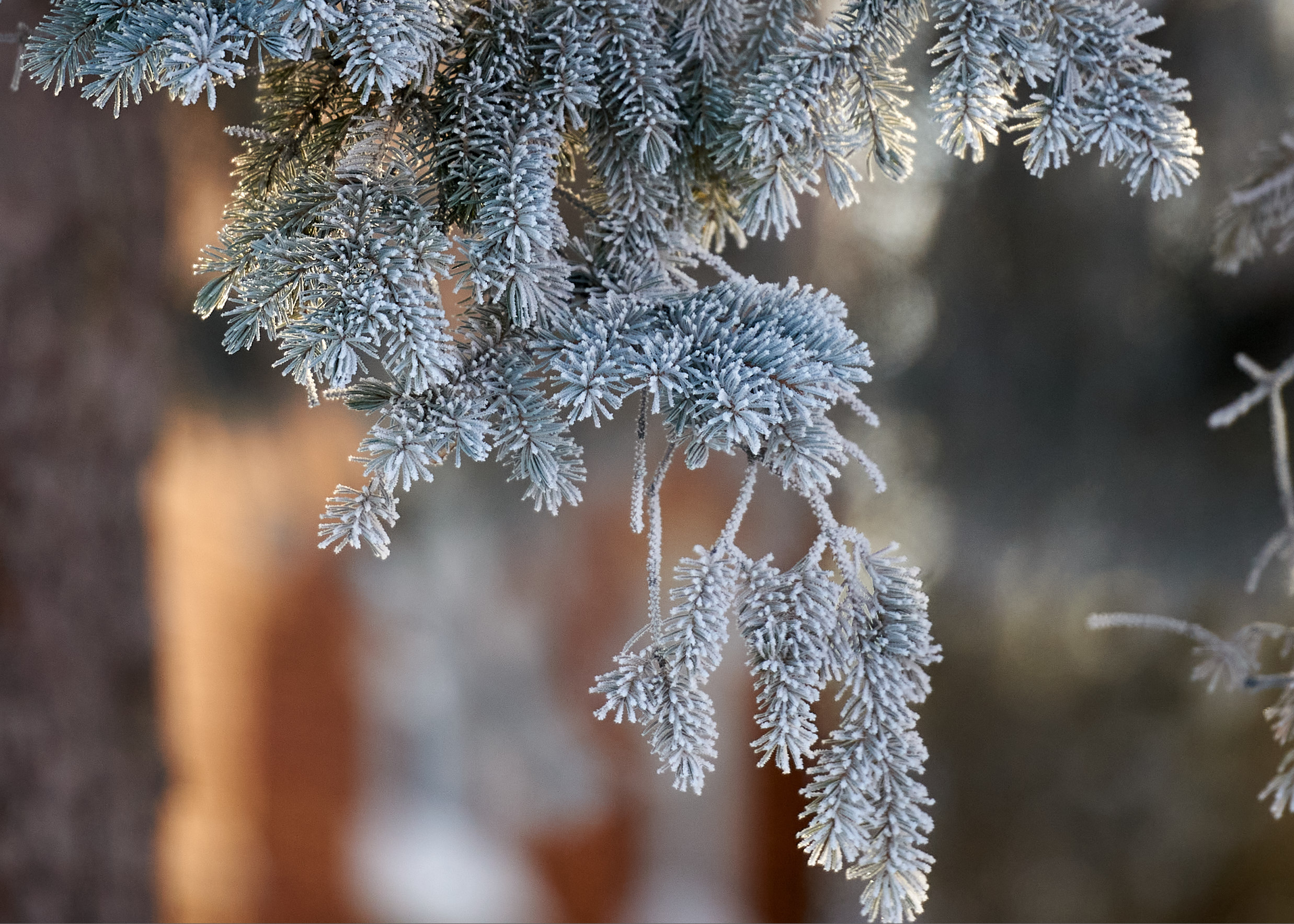 A snow covered pine branch hangs against a blurred background