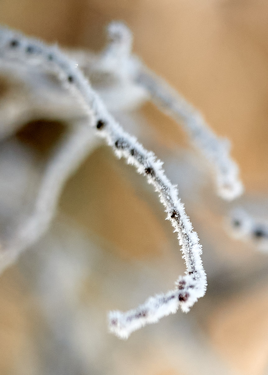 Close up of a snow covered branch