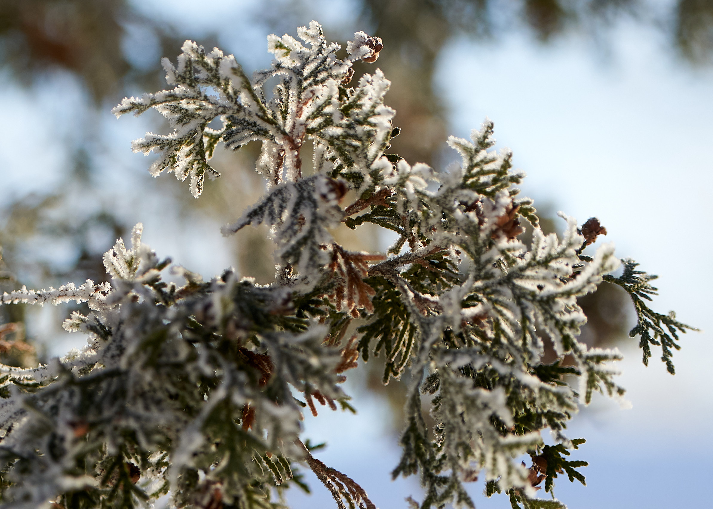 A pine covered branch is seen against a snowy background