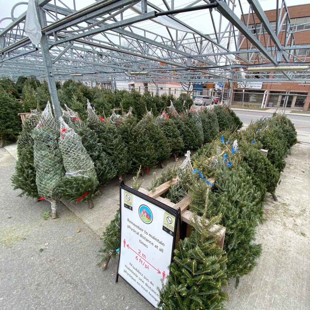 Christmas trees are lined up at Parkdale Market.