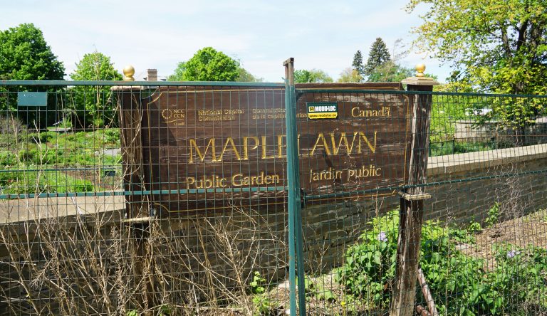 The main sign at Maplelawn Garden seen behind a construction fence on a sunny day.|