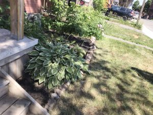 A hosta plant is seen next to the front porch of a house on a sunny day in Ottawa