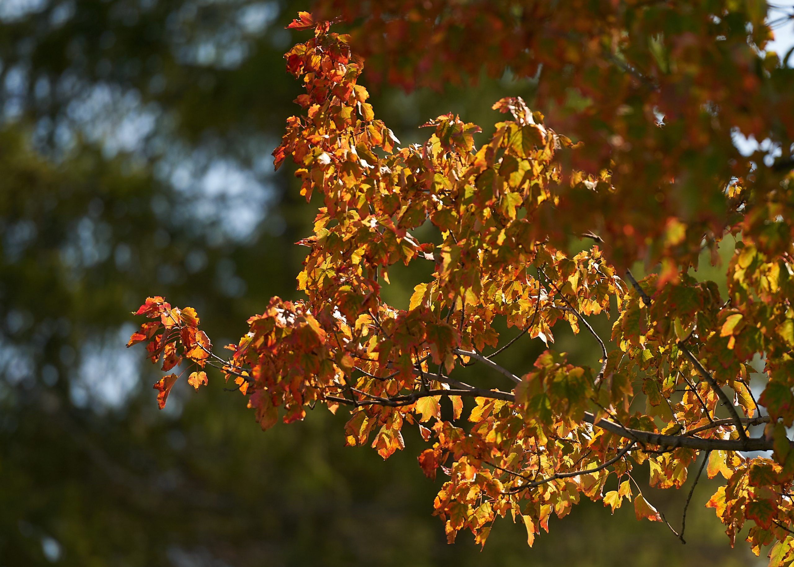 A brightly lit tree with orange and red leaves