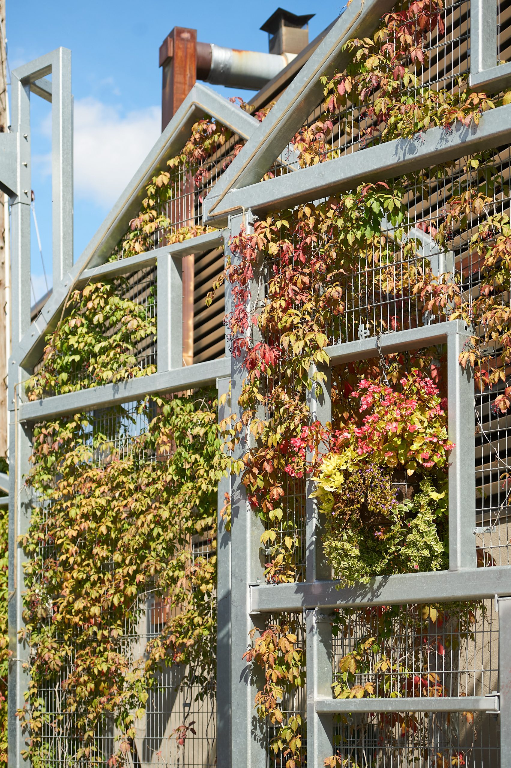 A close up of leaves changing colour on a vine in Westboro