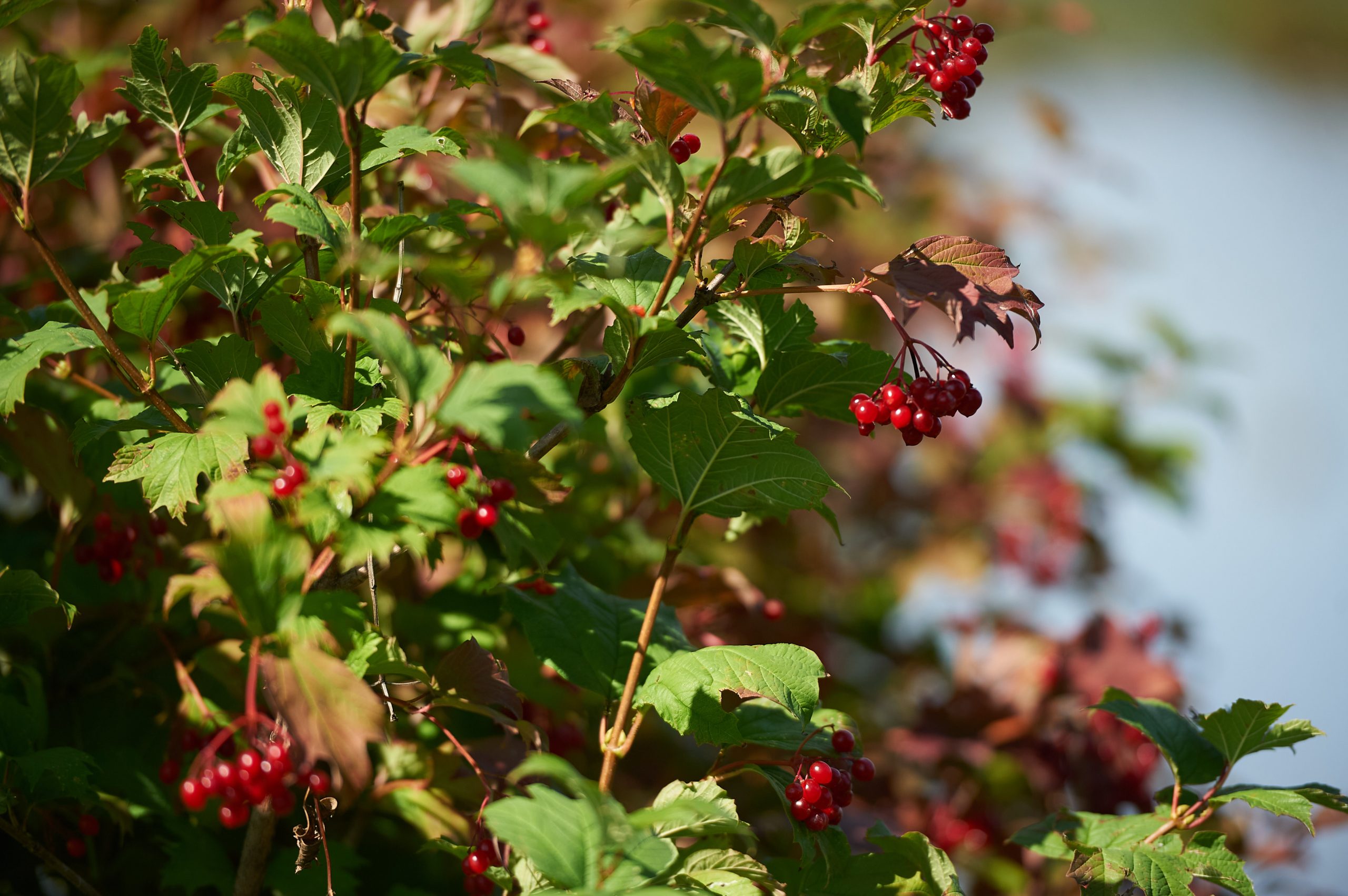 Green and red berries are seen on a tree in September on a sunny day