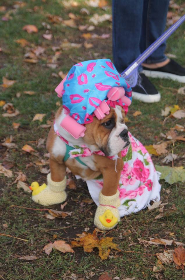 A bulldog dressed in a shower cap.|||||