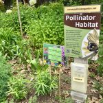 Pollinator garden, Ottawa