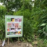 Pollinator garden, Ottawa