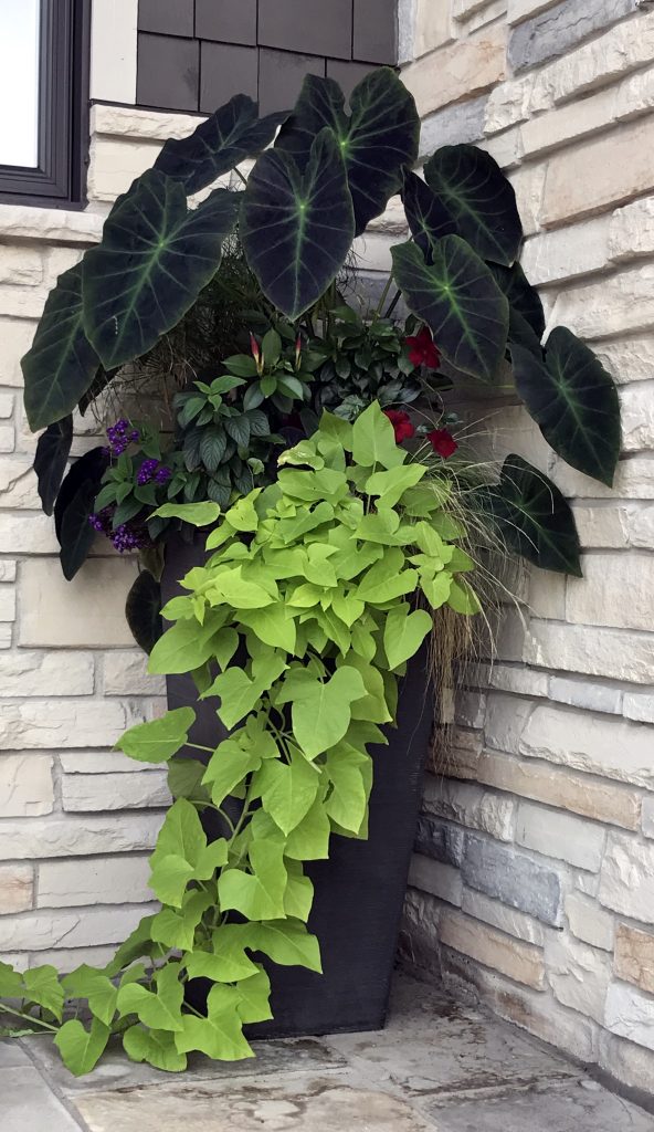 Two green hanging plants are seen in an outdoor container