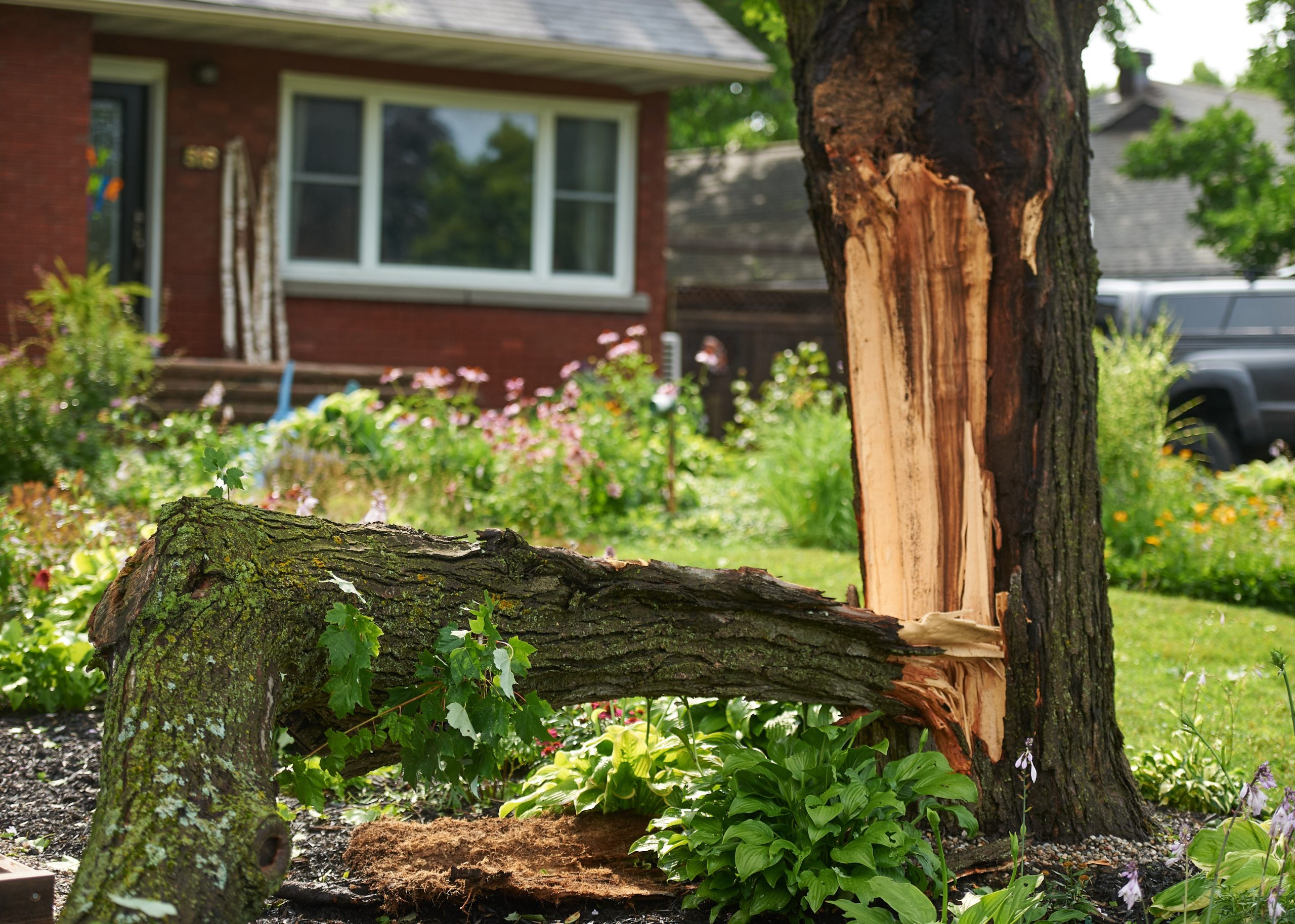 A large chunk of a tree is split off its trunk. 