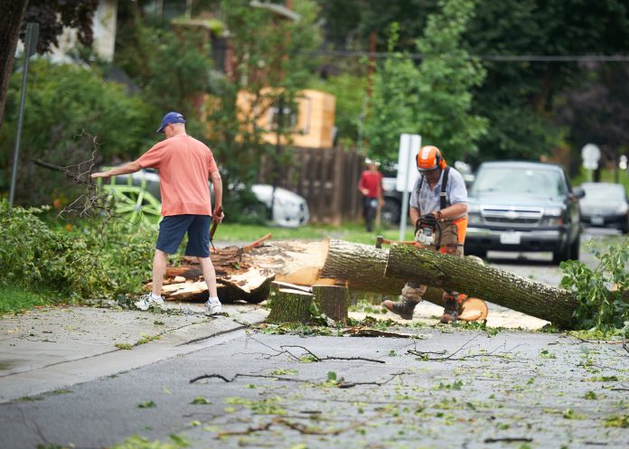 A man clears debris from a fallen tree.||||||||