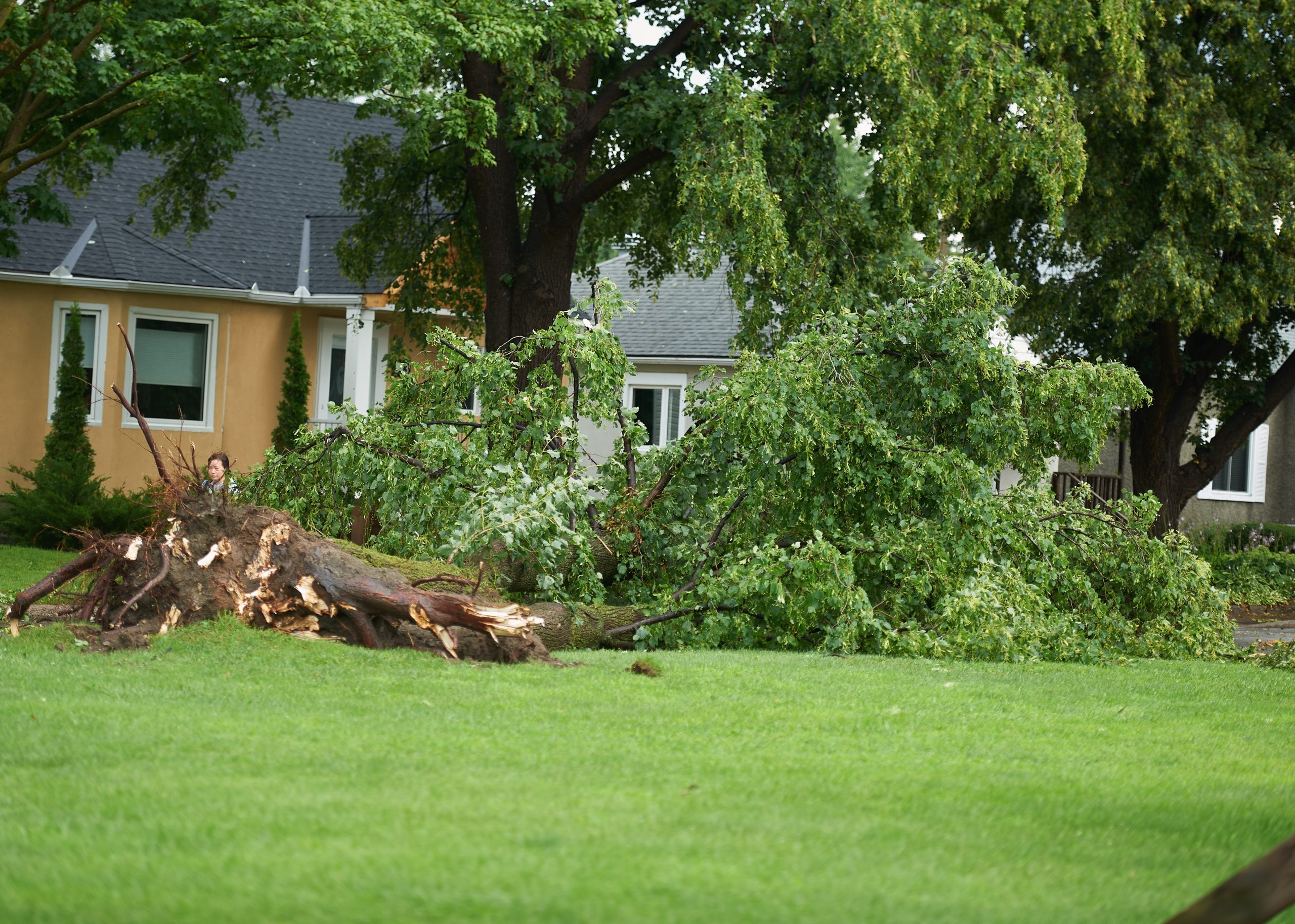 Tree debris sits outside of a home. 