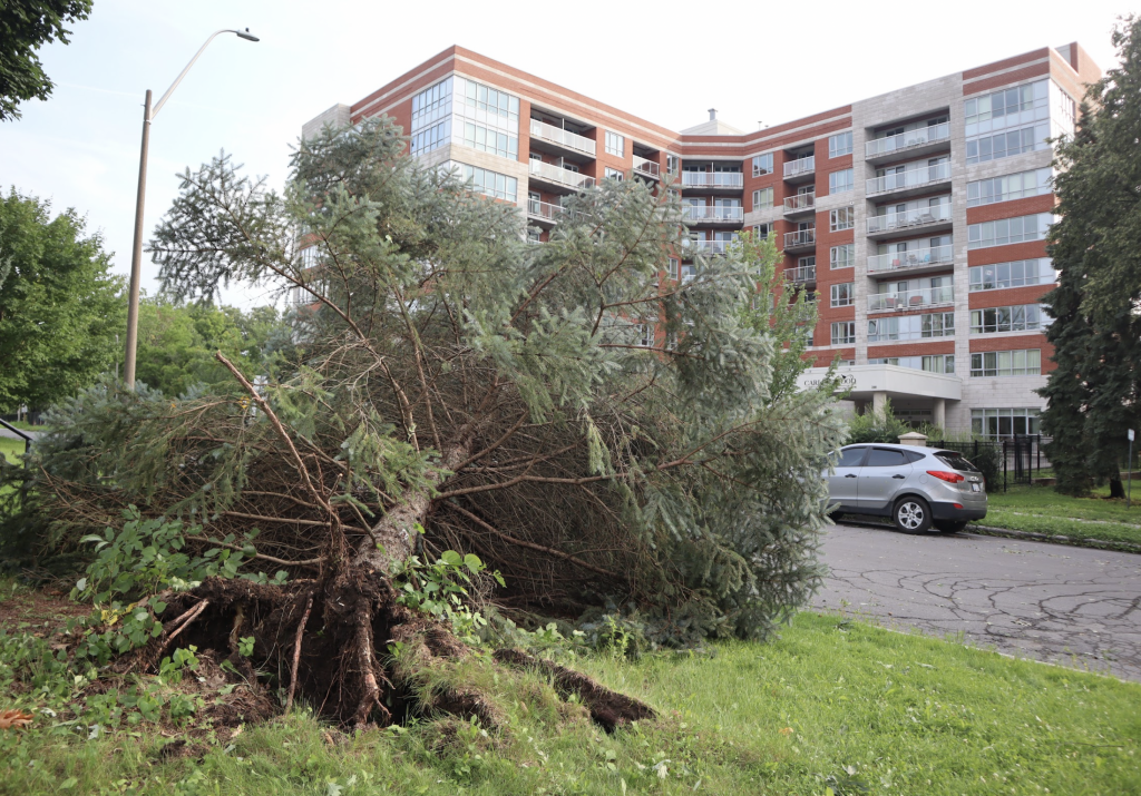 A pine tree is uprooted from the ground and is leaning over a road outside the Carlingwood retirement residence. 