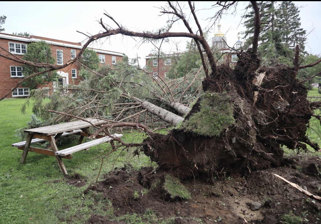 A large pine tree sits on top of a picnic table outside Byron apartments. 