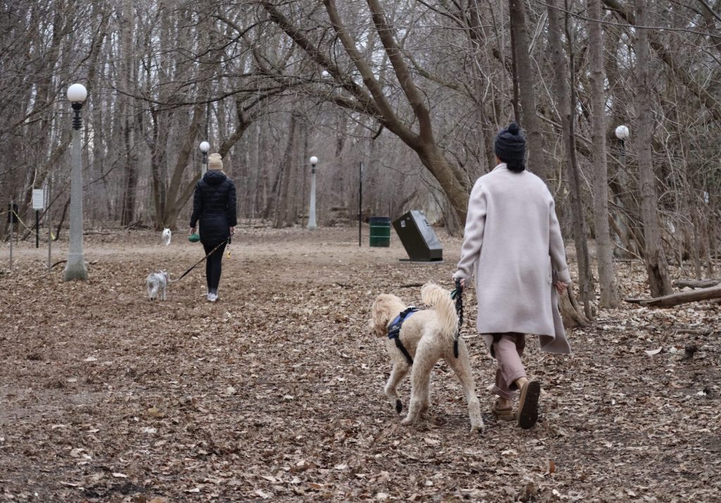 Teo women as seen from behind walking their dogs down a tree. Lots of decaying leaves are on the ground. 