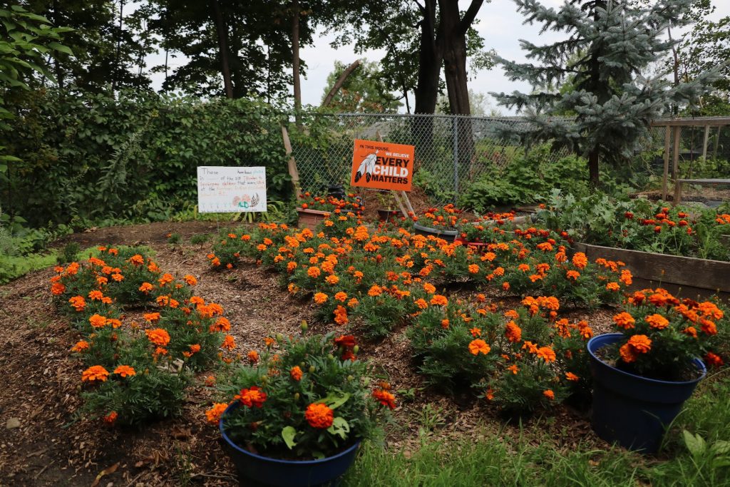 215 orange marigolds in the garden