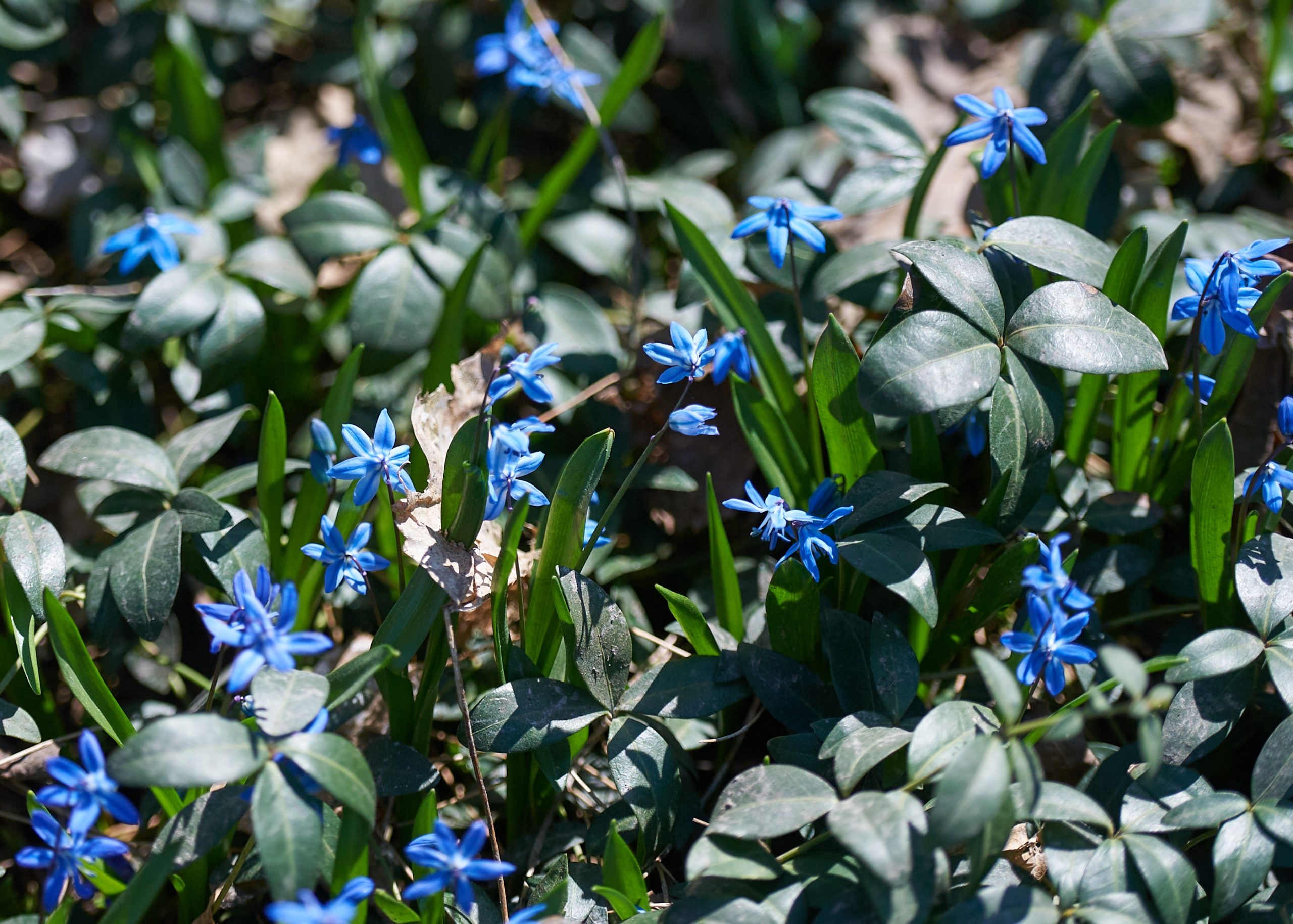 Blue flowers and green leaves start popping out of the ground. 