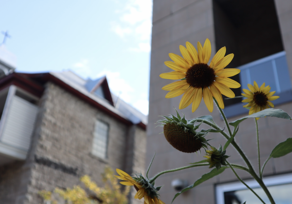 A yellow sunflower on a bright sunny day. 