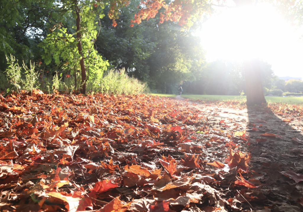 Leaves are on the ground on a bright sunny day. 