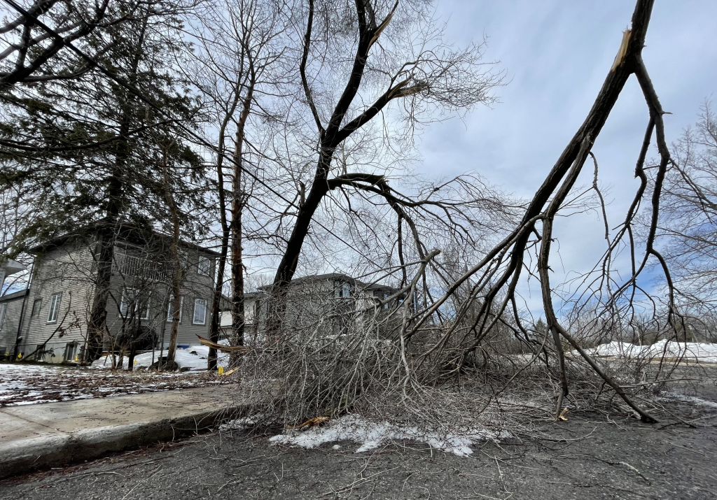 Large branches sit on the road next to a tree. The power lines are hanging low.