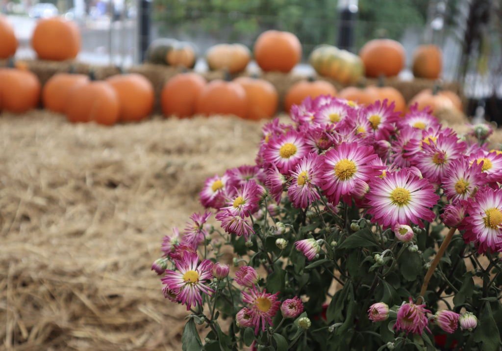 Purple mom flowers are in the front. In the back is orange pumpkins surrounded by hay n