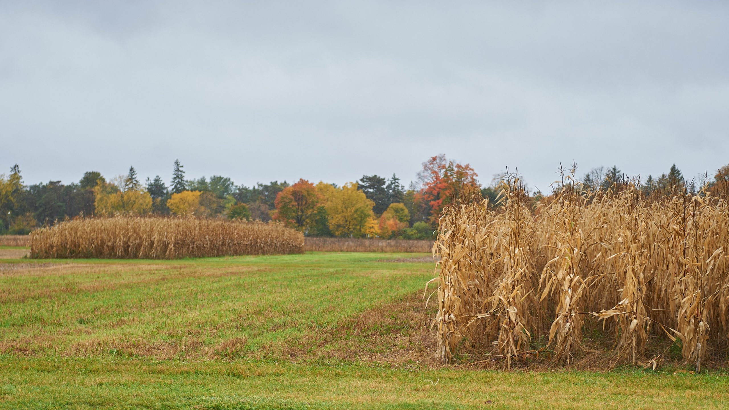 Corn fields on the farm. 