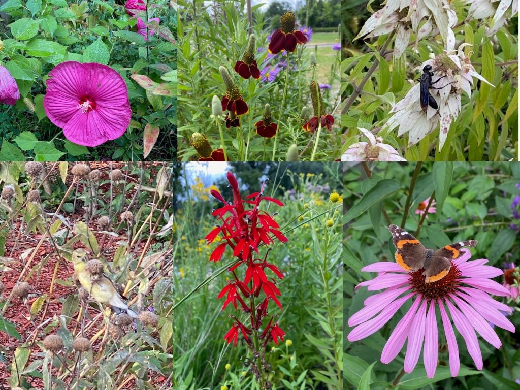 Six kinds of flowers seen in a photo. 