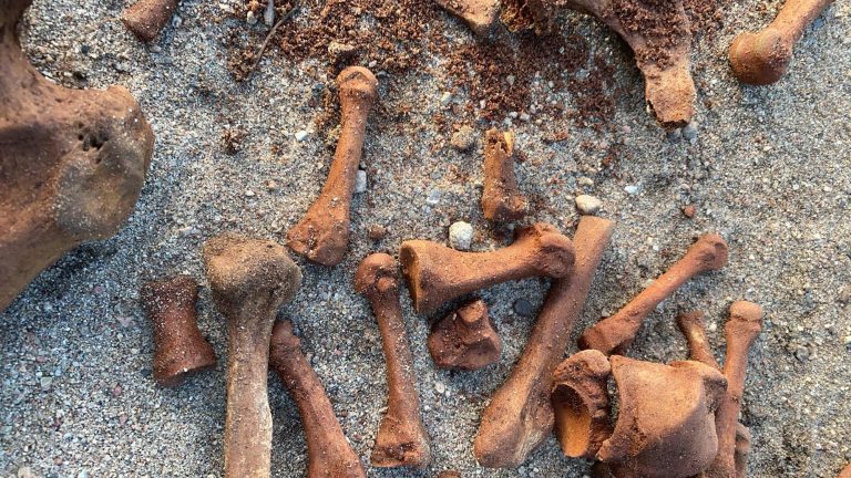 Bones that were discovered on Aylmer Island in 2020. Photo provided by Rick Henderson. 