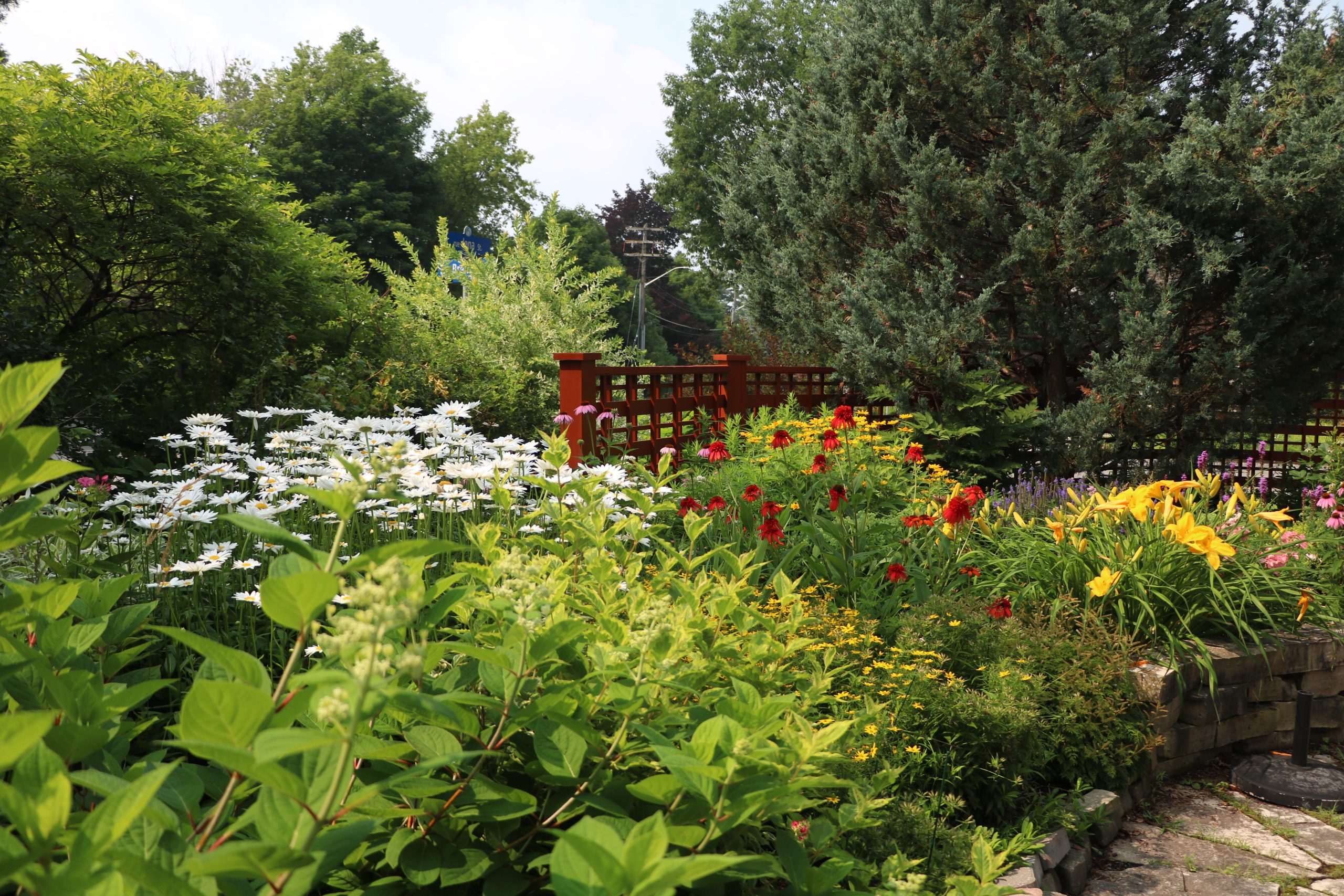 Flowers in a garden. 