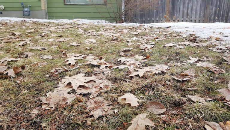 A lawn after a winter thaw with dead leaves on it