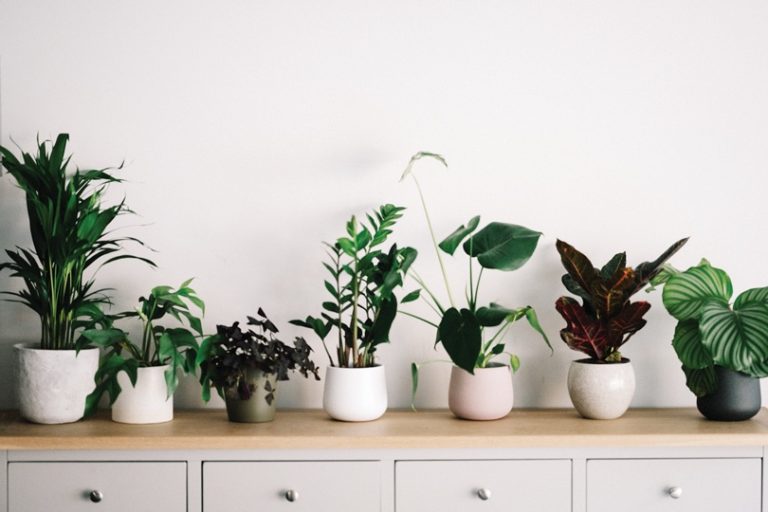 How to care for houseplants in the winter