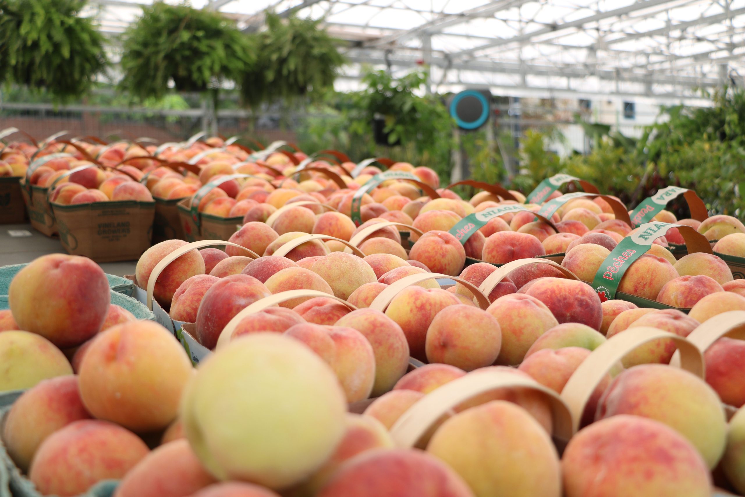 Peaches on display at the Parkdale Market. 