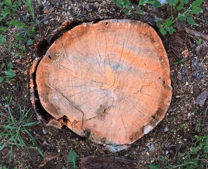 WEB-COVERstump