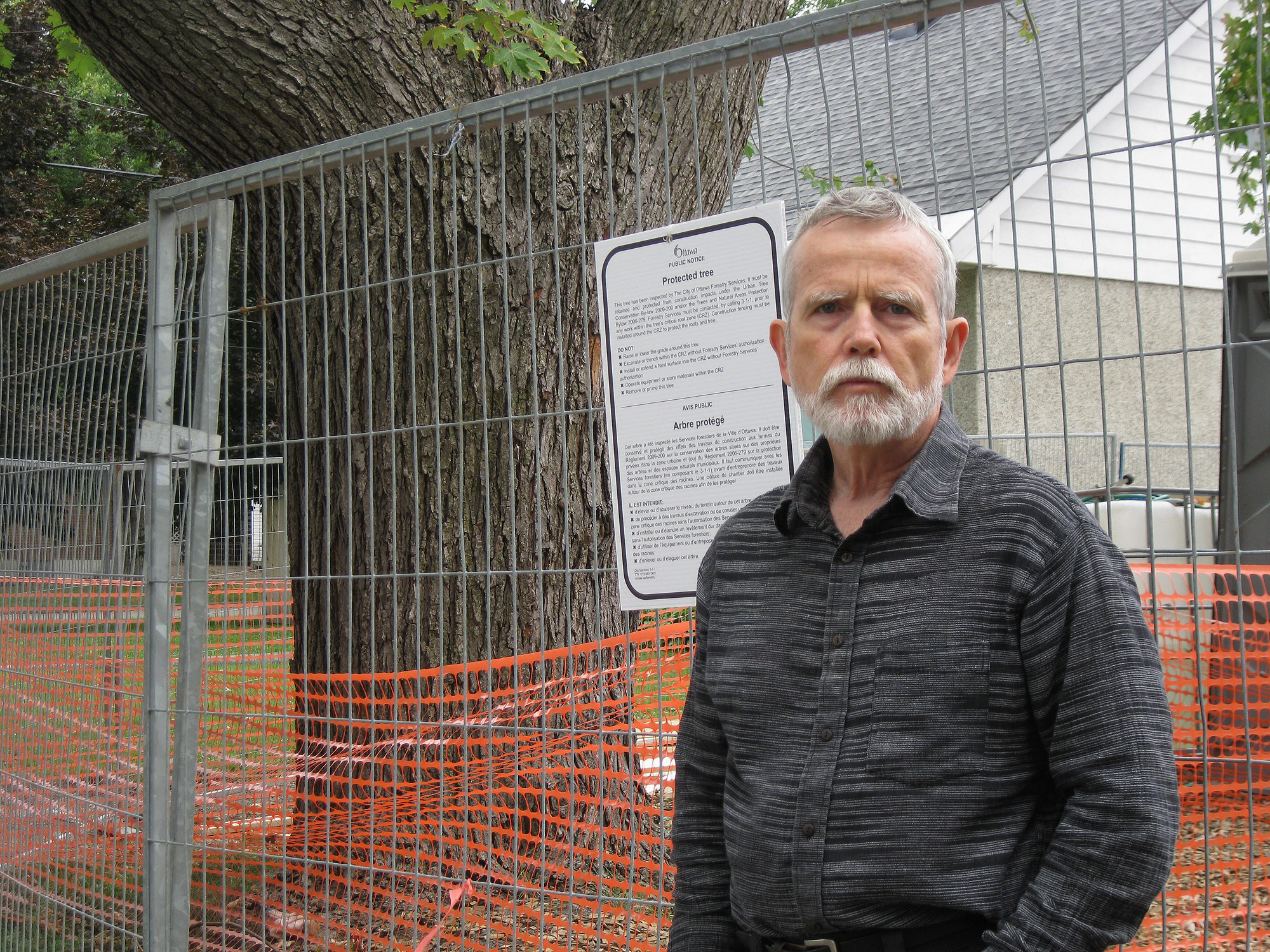 Daniel Buckles of the Champlain Oaks Project says the City did manage to protect a mature maple on Daniel Avenue, but a black walnut was cut down. Photo by Denise Deby