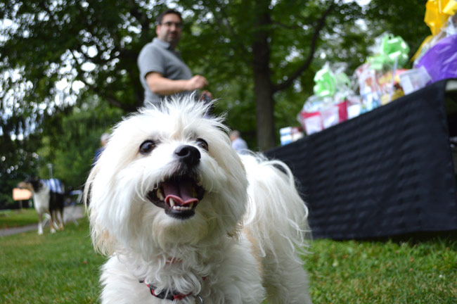 Simba steals the spotlight as his owner looks on by the raffle and bake sale offered by the Bayview Animal Hospital to raise money for Sit With Me Dog Rescue. 