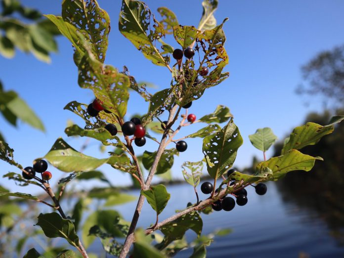 Berries form on a plant near the water.