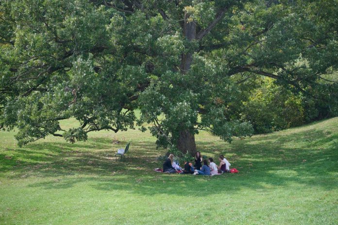 A group of people sit under a tree.