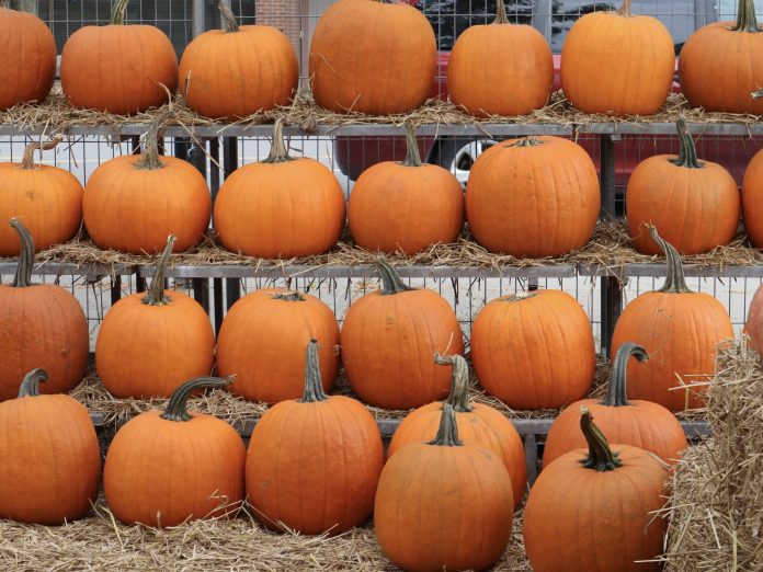 Many orange pumpkins in rows.