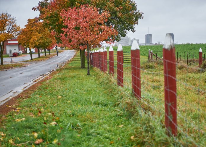 A fence is on the right side of a pathway at the central experimental farm. Trees changing colour are seen in the distance. It is a rainy