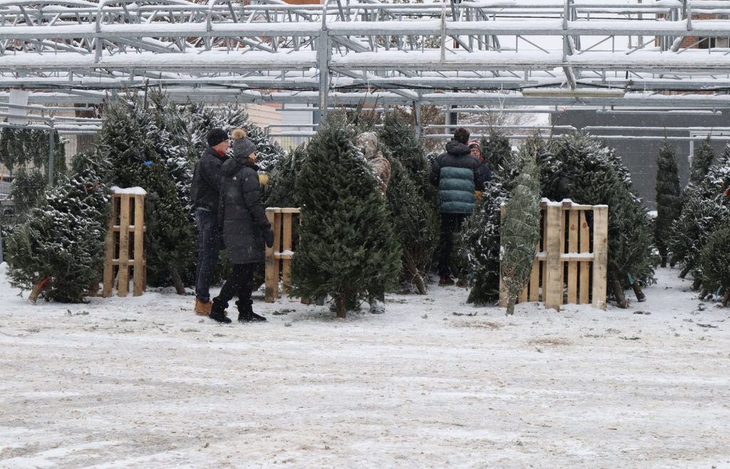 Some people look at trees ready for purchase.