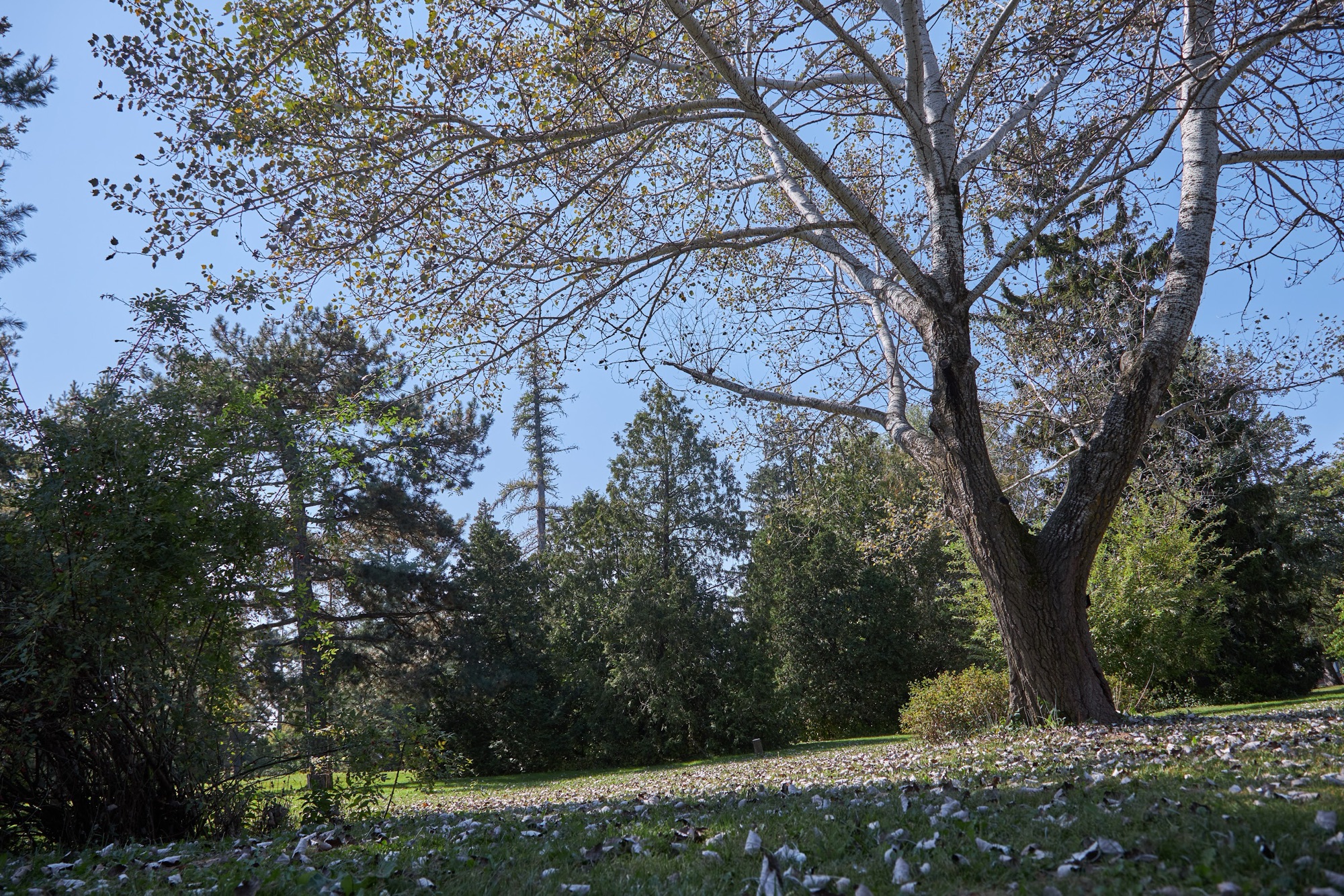 Ottawa’s urban neighbourhoods falling behind on tree canopy targets