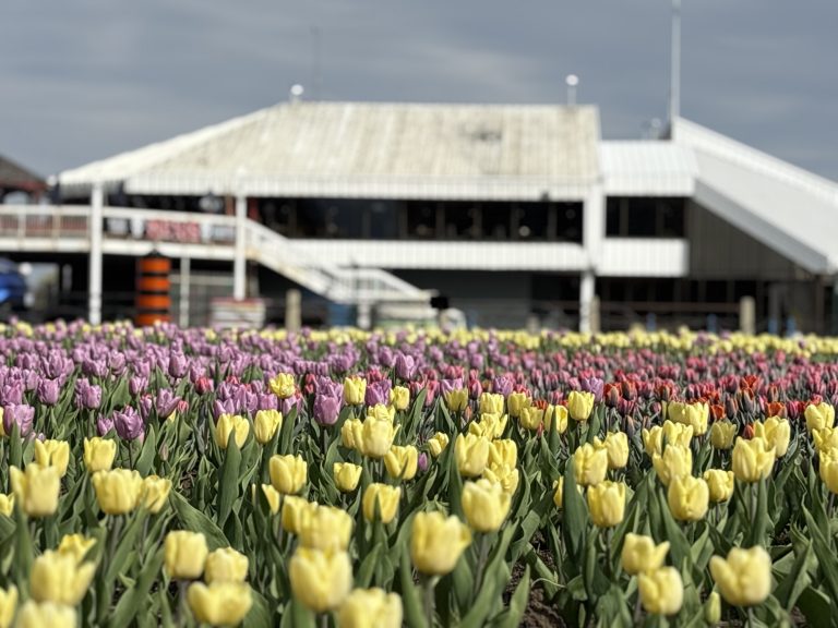 Funding cuts raise concerns about future of Canadian Tulip Festival